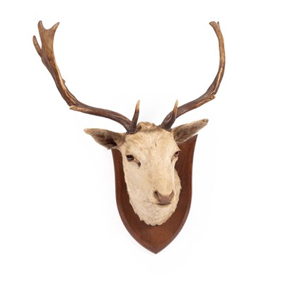 Lot 119 - A taxidermy head of a white fallow stag