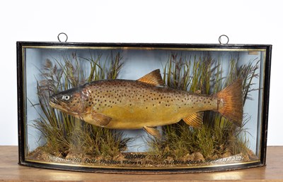 Lot 130 - A taxidermy brown trout