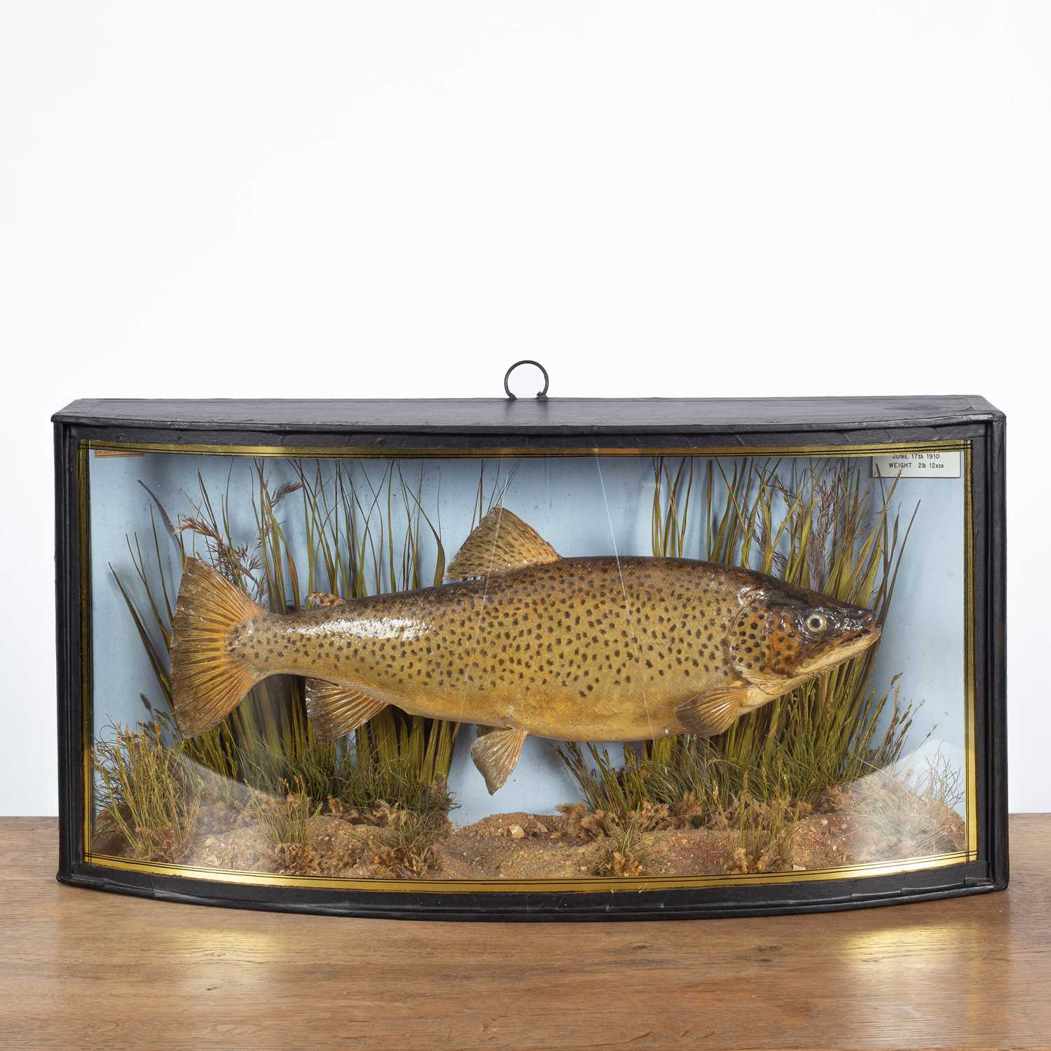 Lot 122 - A cased taxidermy brown trout