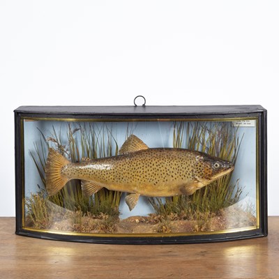 Lot 122 - A cased taxidermy brown trout