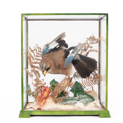 Lot 120 - A cased taxidermy bluejay