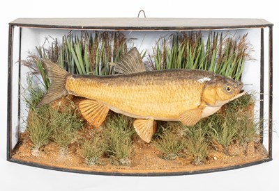 Lot 121 - A cased taxidermy chubb