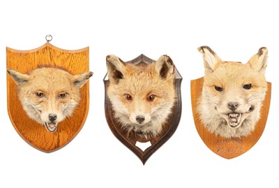 Lot 128 - Three taxidermy fox masks