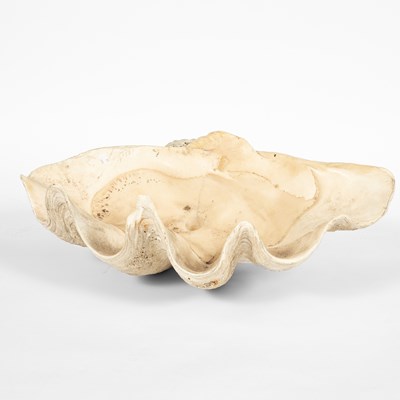 Lot 16 - A giant clam shell
