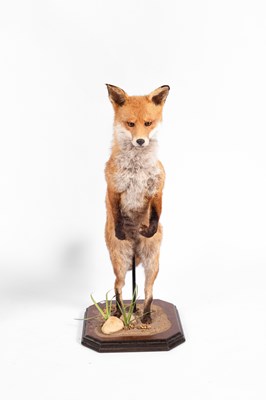 Lot 124 - A taxidermy leaping fox