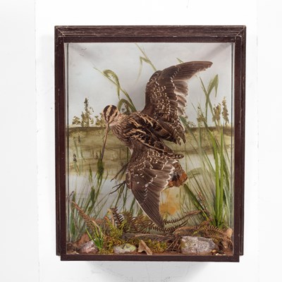 Lot 110 - A cased taxidermy snipe