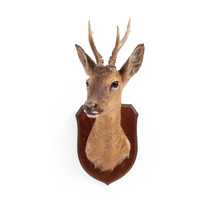 Lot 114 - A taxidermy roe deer neck mount