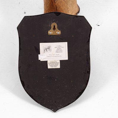 Lot 114 - A taxidermy roe deer neck mount