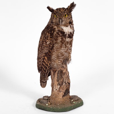 Lot 131 - A taxidermy great horned owl (bubo virginianus)