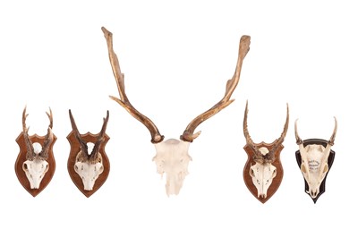 Lot 116 - Four deer trophies