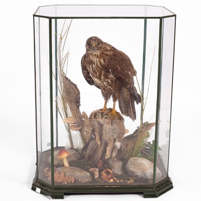 Lot 108 - A taxidermy buzzard (Buteo buteo) with rabbit prey