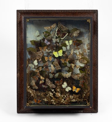 Lot 129 - A late 19th/early 20th Century display of lepidoptera