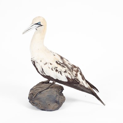 Lot 127 - A taxidermy full mount Gannet (Morus bassana)