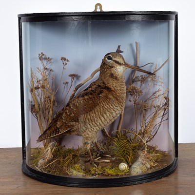 Lot 137 - A European taxidermy woodcock (scolopax rusticola)