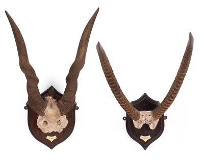 Lot 133 - Two sets of horns