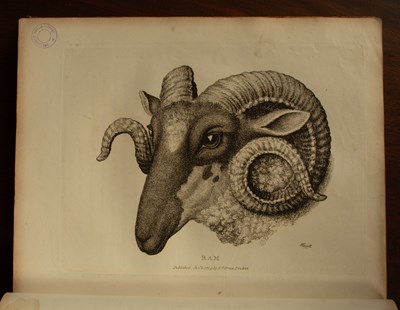 Lot 397 - Howitt (Samuel) A New Work of Animals