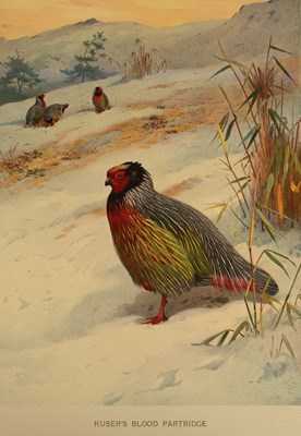 Lot 364 - Beebe (William) A Monograph of the Pheasants