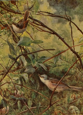 Lot 366 - Kirkman (F. B., editor) The British Bird Book