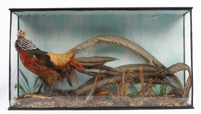 Lot 909 - A taxidermy pheasant
