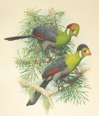Lot 466 - Cooper (William T.) and Joseph M. Forshaw, Turacos